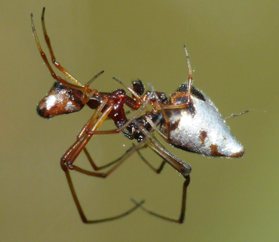 Argyrodes: colori e dimensioni